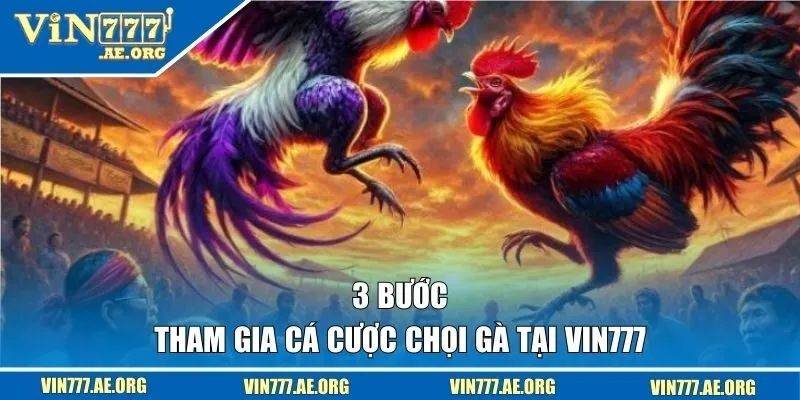 3 bước tham gia cá cược chọi gà tại VIN777